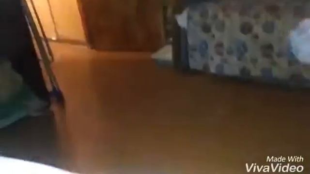 Зловещий кот