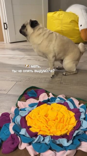 Никогда не сдавайся 💪🏼 #смешноймопс #pug #милыесобаки #собаки #животные #собака #развивашки #еда