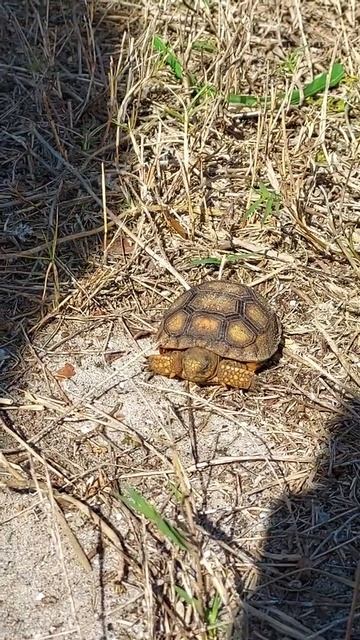 Baby Gopher Tortoise