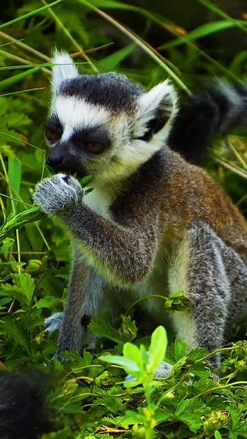 cute madagascar monkey #ytshorts