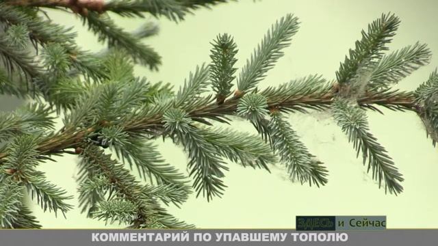 КОММЕНТАРИЙ ПО УПАВШЕМУ ТОПОЛЮ