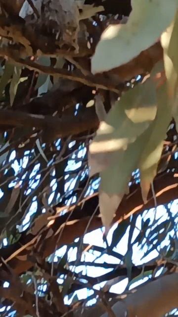 Willie Wagtail Nest & Babies In OUR TREE!? (Very Rare Footage!)