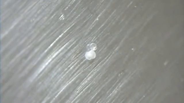 Zebra Danio eggs