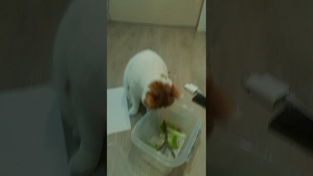 палочники монстры или милые существа?