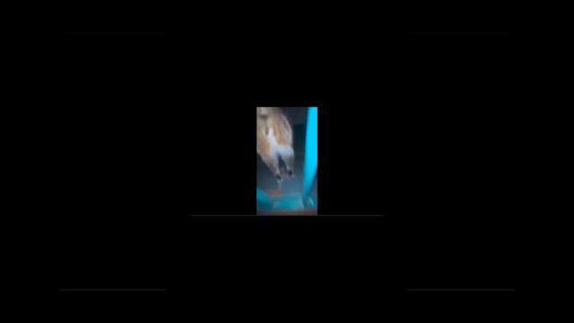 смешные коты ‼️ приколы с котами ‼️ с озвучкой ‼️