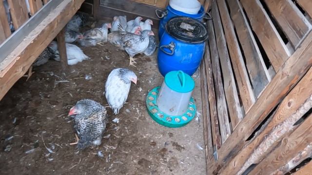 Кого же выбрать, ЦВЕТНОГО или БЕЛОГО БРОЙЛЕРА?!