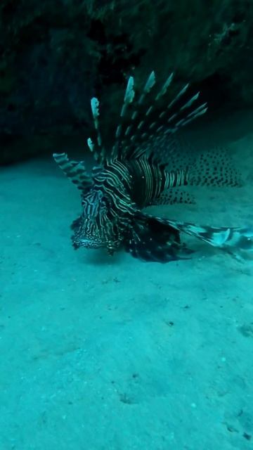 Ядовитая рыба в Шарм-эль-шейхе, Египет #sharmelsheikh #шармэльшейх #diving #egypt #red_sea #redsea