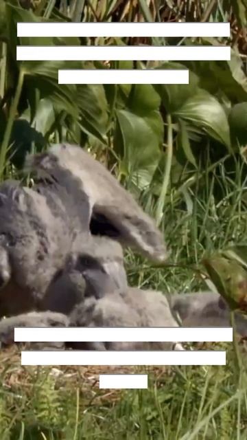 Bird Fact #25 - The Shoebill (Balaeniceps rex) #Shorts #animals #Beautifulbird #Birds