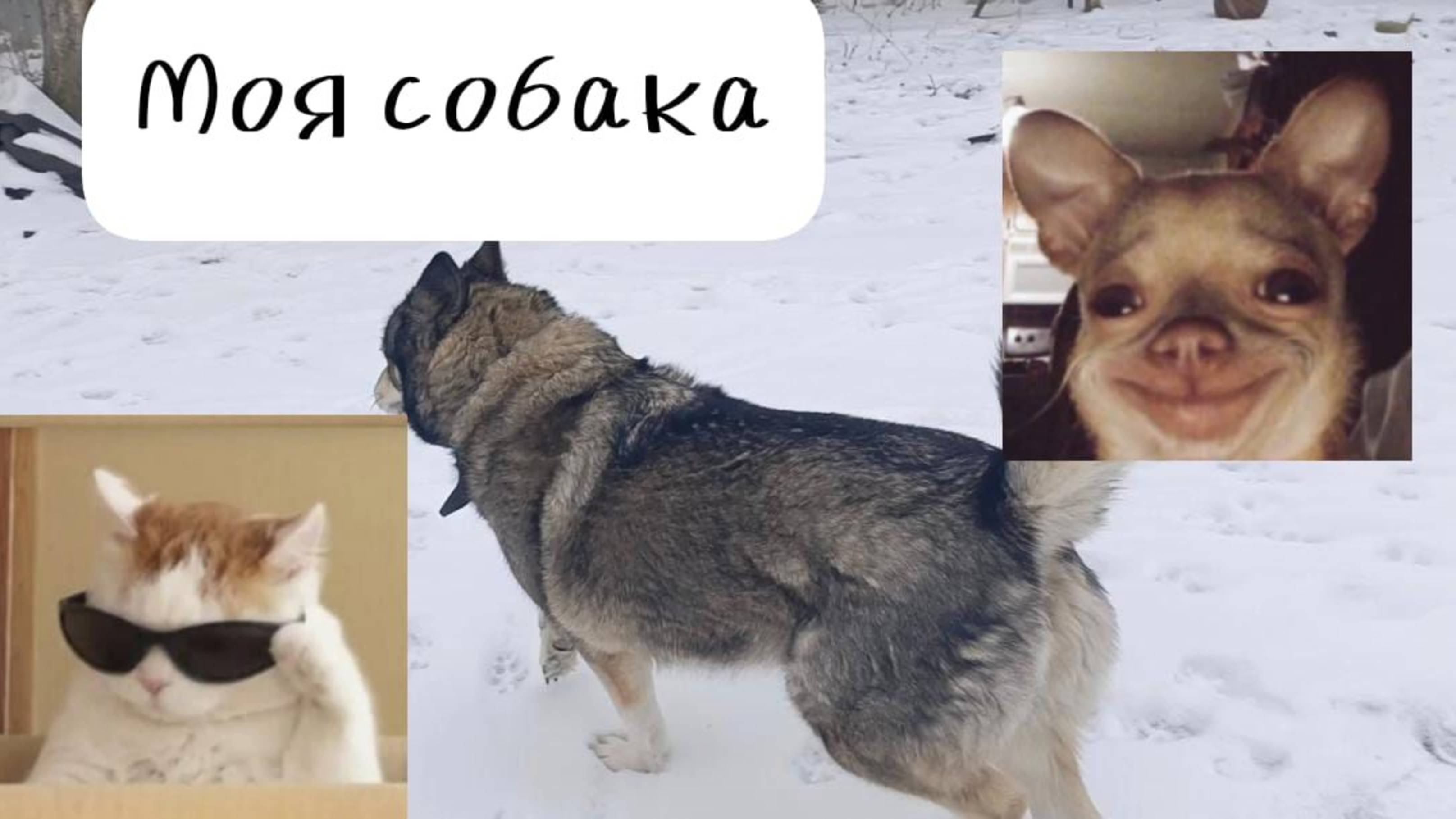 😁ГУЛЯЮ СО СВОЕЙ СОБАКОЙ😁 ПОЛНОЕ ВИДЕО
СТАРЫЕ ВИДЕО С ЮТУБА В ТЕЛЕГРАММЕ!
СЫЛОЧКА В ОПИСАНИИ НА ТГ