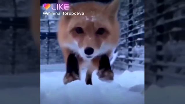 Милая лиса 🦊