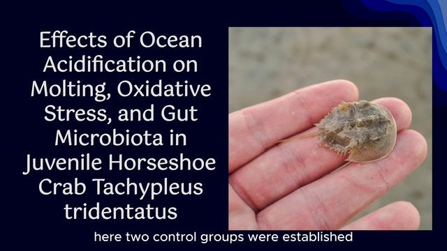 Arthropods I Horseshoe Crab