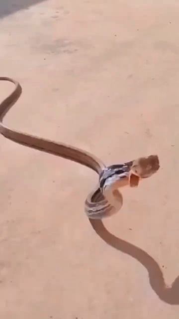 copperhead trinket attacking mood #viral #shorts #shortyoutube #viralyoutubevideo #shortyoutube