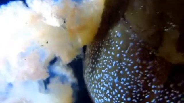 AREAS NATURALES: Hyperia curticephala