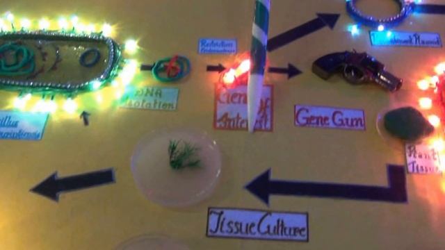 How is Transgenic Plant (BT Cotton) produced? (Science Exhibition 2016) (English) (1080p HD)