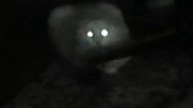 Кот в темноте