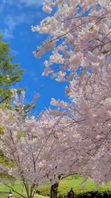 Toronto High park cherry blossom 😍 #blogging #nature #photography #youtubeshorts #toronto #shorts