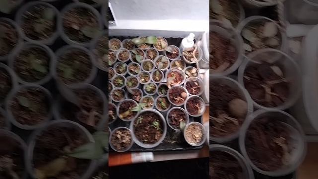 мои первые орхидейки из фласок...Наконец-то добралась...забираю на реанимации всех кто остался жив