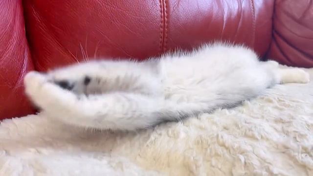 Шотландский плюшевый котик