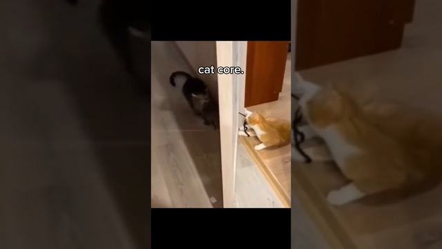 Смешные коты