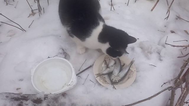 Чорно-белый друг Шарика прибежал!!!!А  серенького нету...