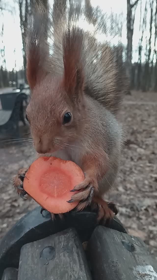 Ещё про белку и морковку