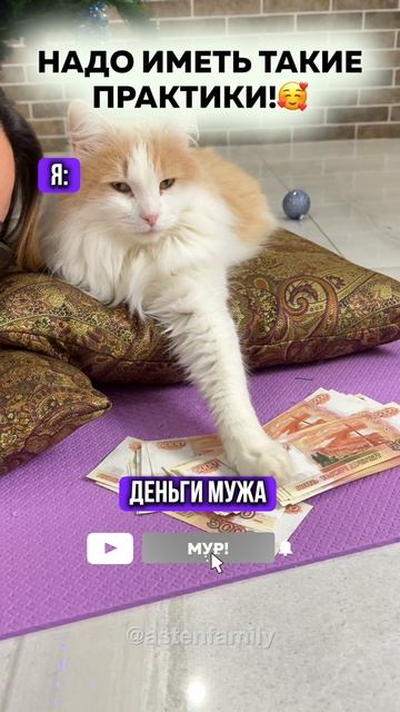 Практики #кототерапия#кошечки#приколыкоты#котыприколы#astenfamily#котик
