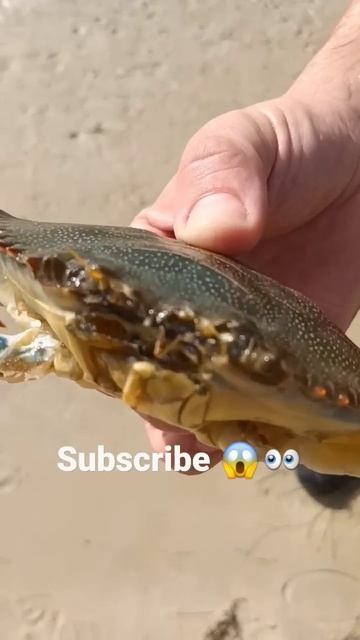 Blue Crab Talks