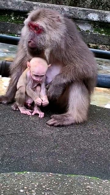 AWW MONKEY MATERNAL LOVE | MONKEY FUN EVERY DAY
