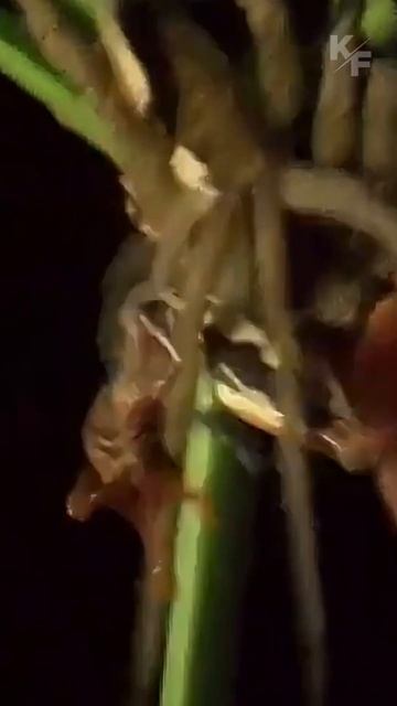 Паук-рыболов: необычный паук, который умеет ловить рыбу и нырять