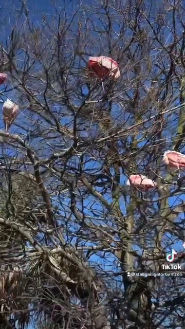 Native Bird Rookery- Chilly January 2023 with lots of Pink Birds! #alligatorfarm #birdwatching