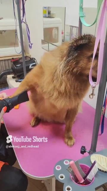 наводят красоту красотке хитропопой