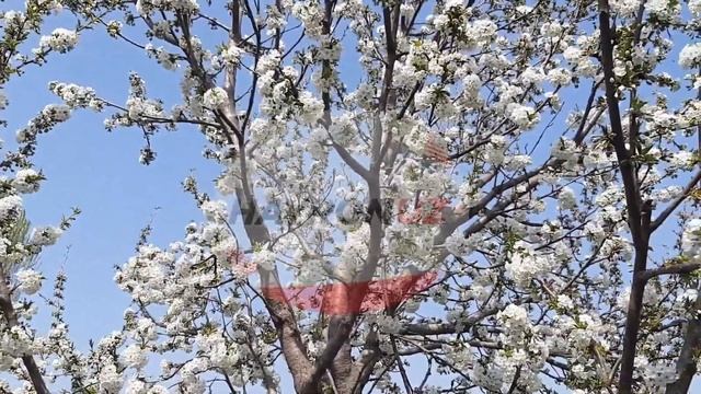 2та Махсулот Оркали Жинсий Кувватни Ошириш