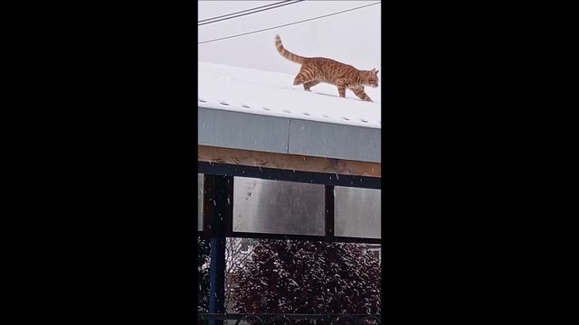 Кот. Фокс по крышам