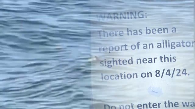 See you later Alligator, gator is spotted swimming in Lake Erie, Pennsylvania