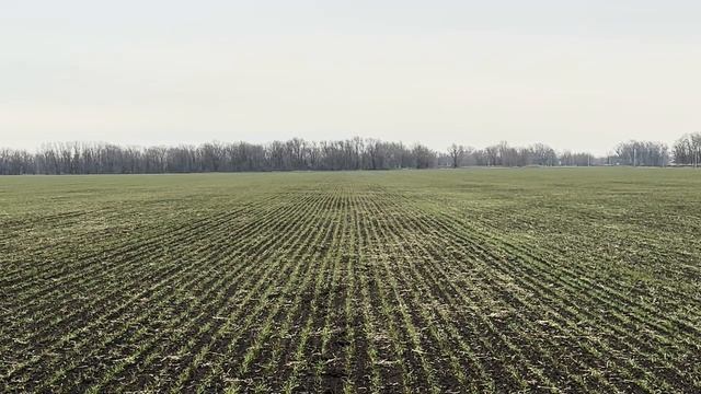 Озимая по озимой Юка.