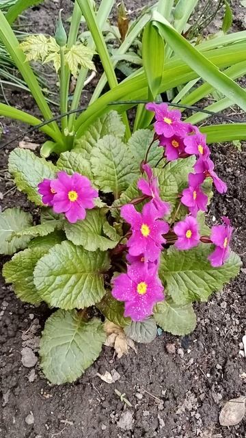 Після довгої, холодної зими відкривають очі первоцвіти) #Primula
