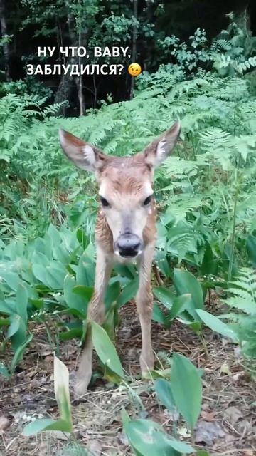 А как Вам наш такой гость?😊                 #пруд #pond #водоём #baby #косуля #олень #roe #deer