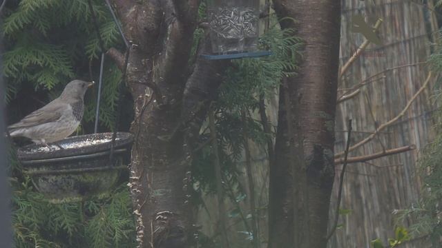 Zeldzame Zwartkeellijster in Scheemda /  rare Black-troated thrush / Turdus atrogularis
