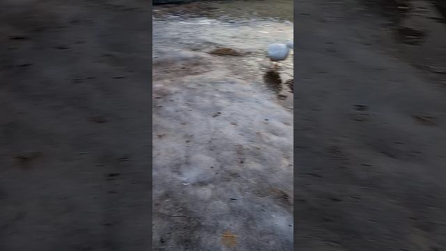 Зима или весна