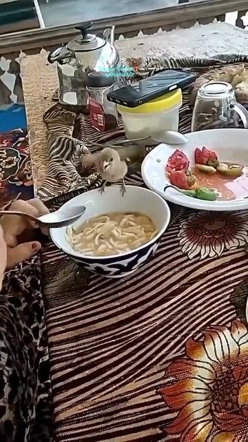 Птичка кушает