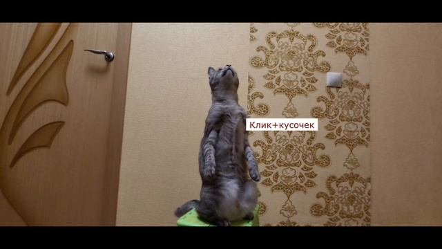 трюк "Суслик"