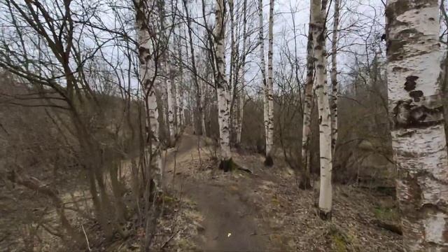 Собаки не дают нам отращивать пузоны