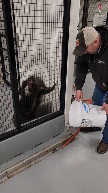Scott The Plumber VS. Ralph The Binturong