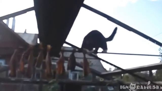 Cute animals! Ferrets and Cats go crazy!