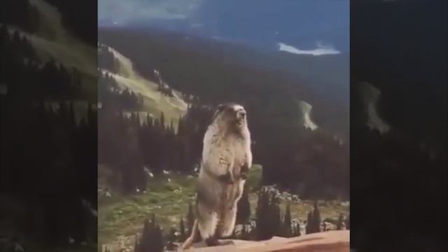 Орущий суслик
