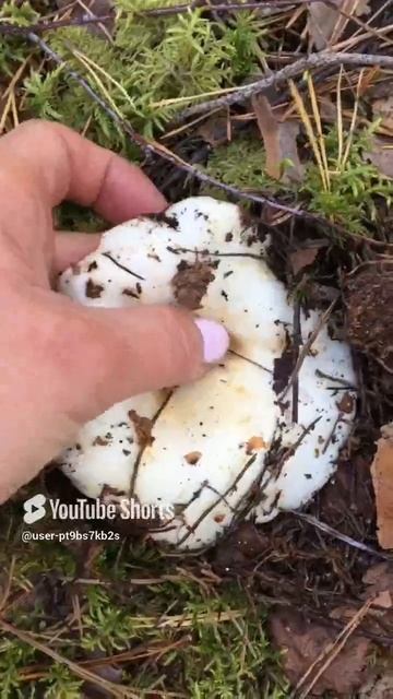 Кому белые грузди#To Whom White Mushrooms #sorts #лес #forest