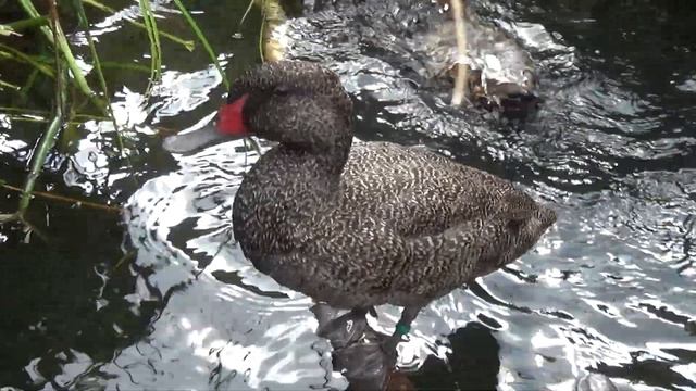 Freckled Duck