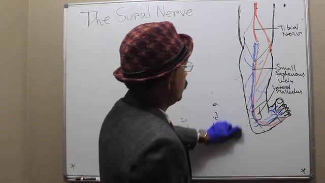 SURAL  NERVE