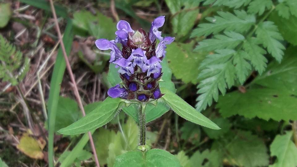 204. Черноголовка обыкновенная - Prunella vulgaris