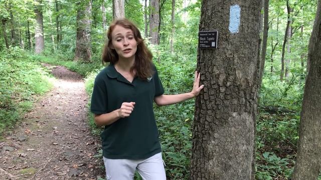 Stop 10 - The Black Tupelo: The Million-Dollar Tree that is Priceless (MNC's Tree Trail)